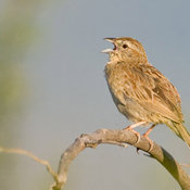 Botteri's Sparrow